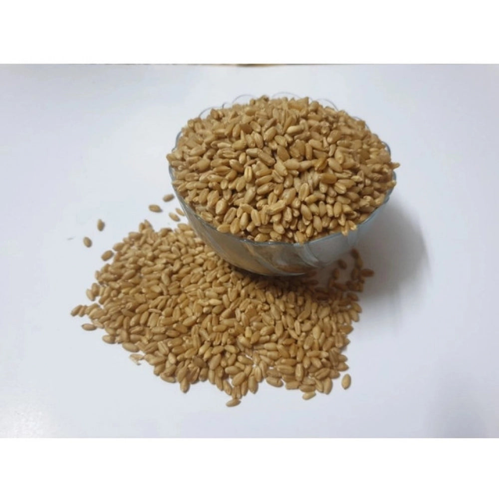 Wheatgrass Microgreen Seeds – Easy to Grow, Quick Harvest